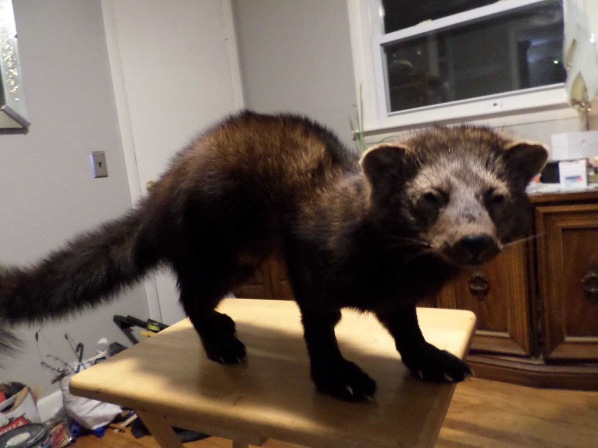 fisher cat.JPG
