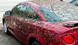 fishflies.jpg