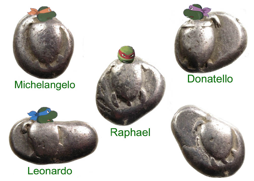 Five Turtles Labeled.jpg
