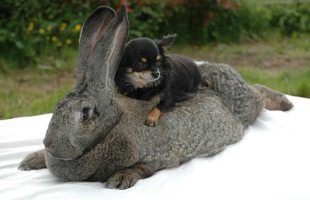 flemish giant rabbit images.jpg