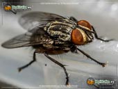 flesh-fly_3.jpg