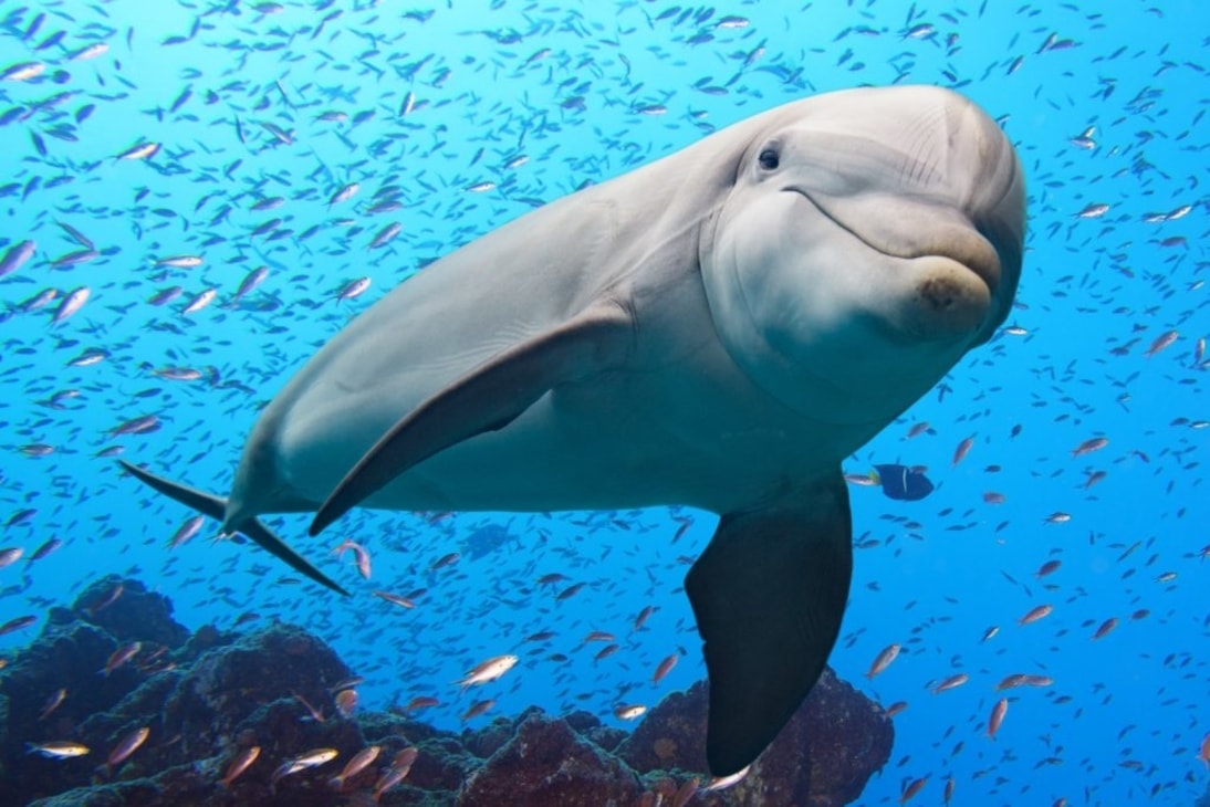 flipper.jpg