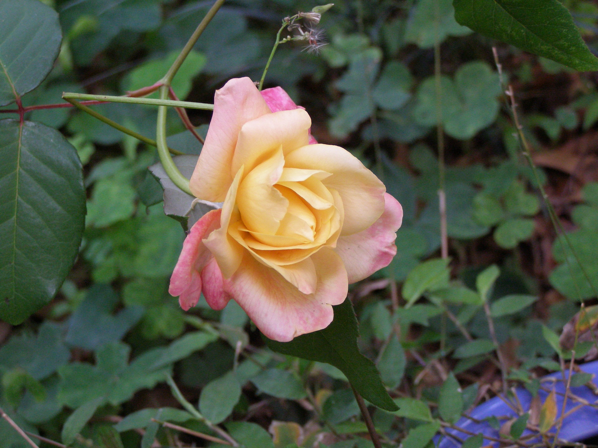 Flowers 3.26.16 002.JPG