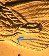 Flying bird on Cheerios Dollar.jpg