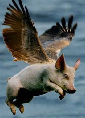 Flying_Pig a.jpg