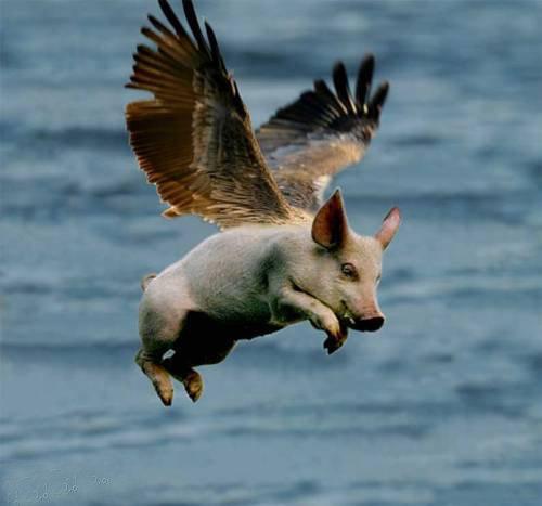 Flying_Pig.jpg