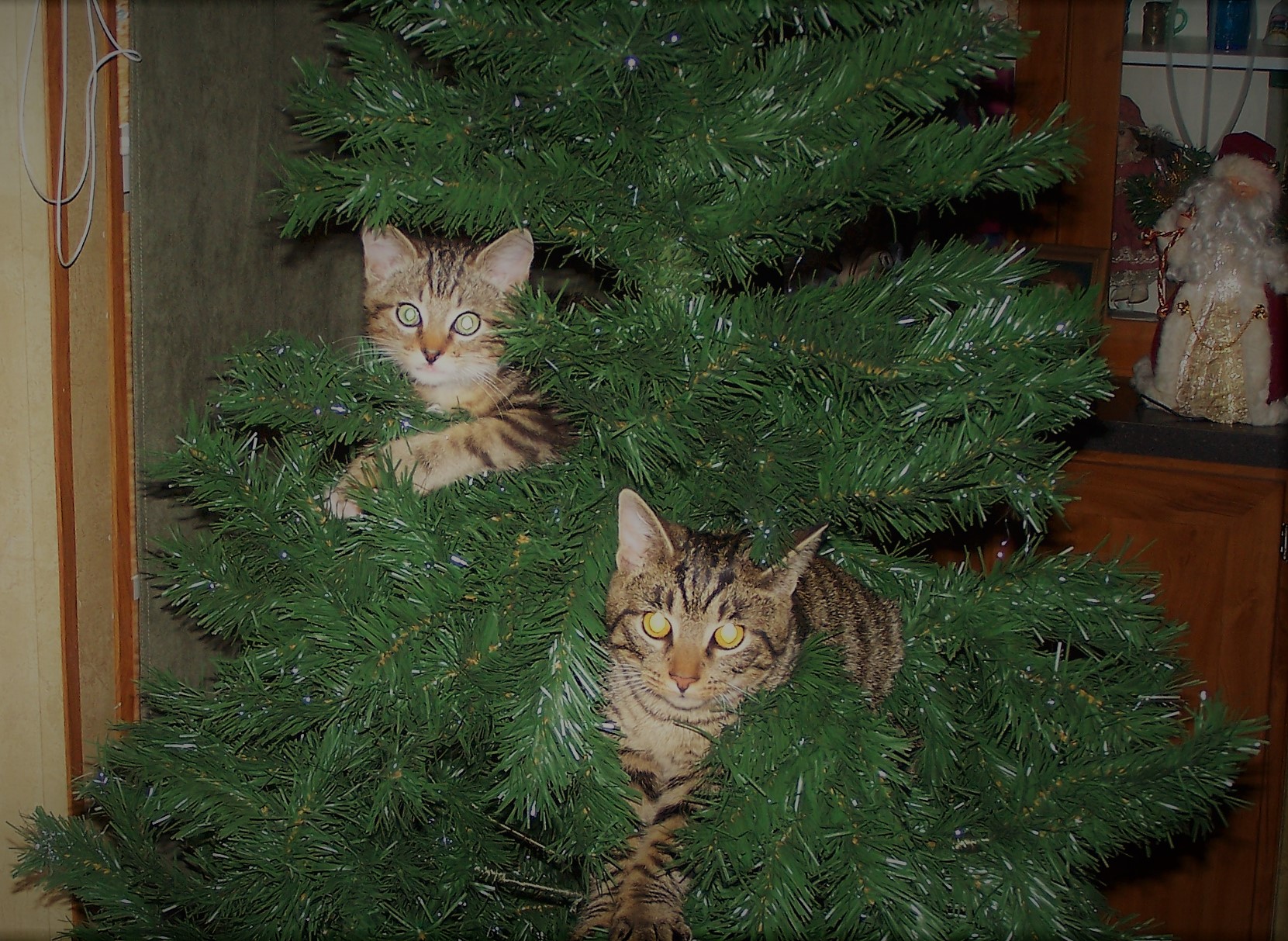 Forrest and Tigger (3).JPG