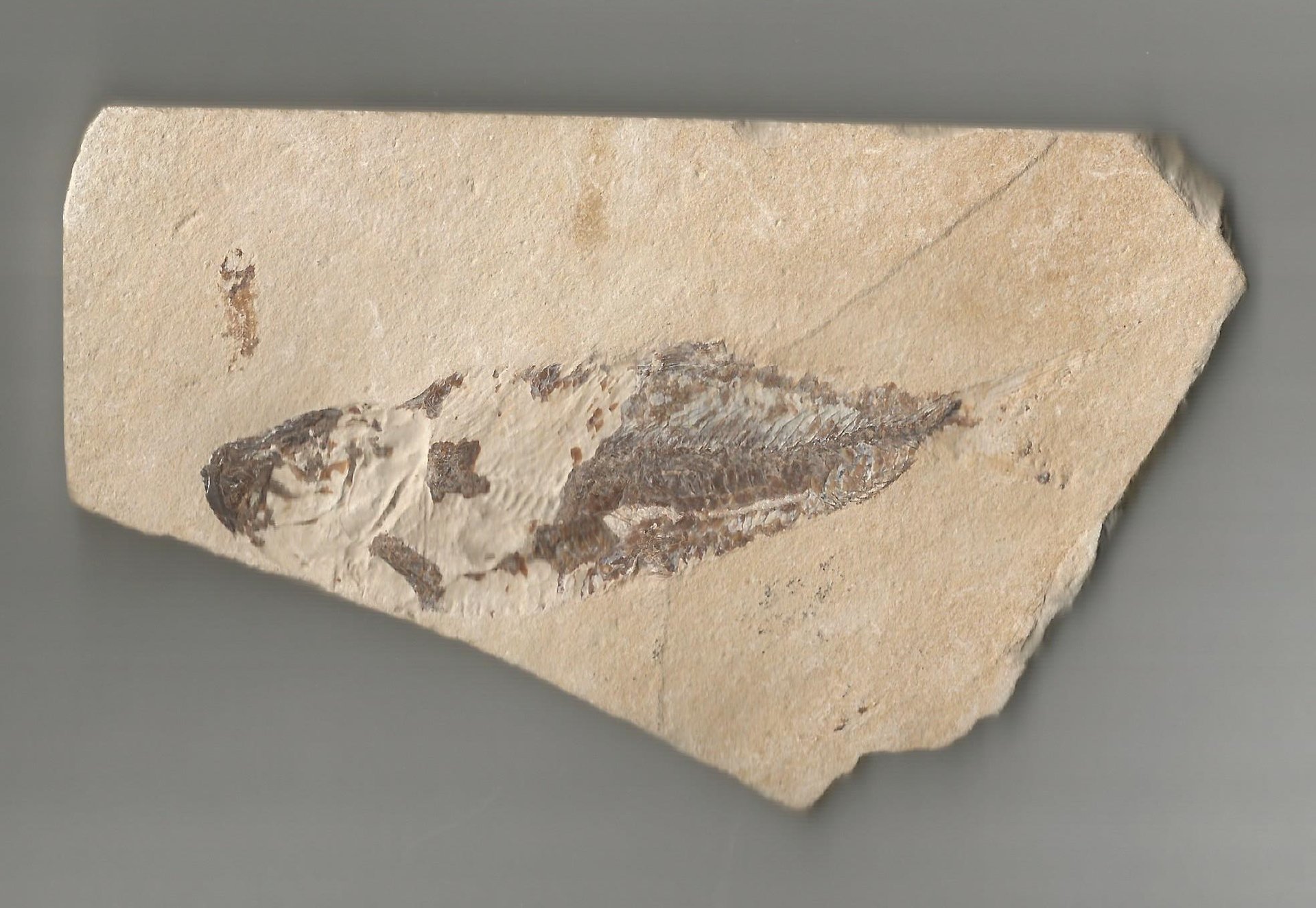 FosFish 1 001.jpg