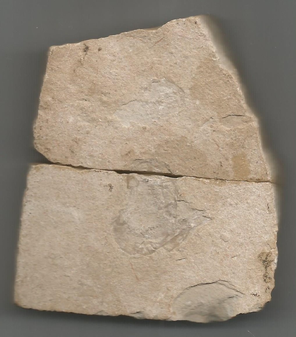 Fossil Brok.jpg