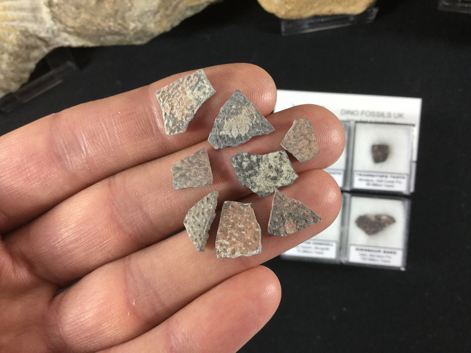 fossil dino egg shells.jpg