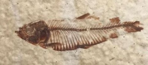 Fossil Diplomystus Dentatus Fish 53.5M-48.5M BCE 37mm x 10mm Green River Formation Wyoming USA.JPG