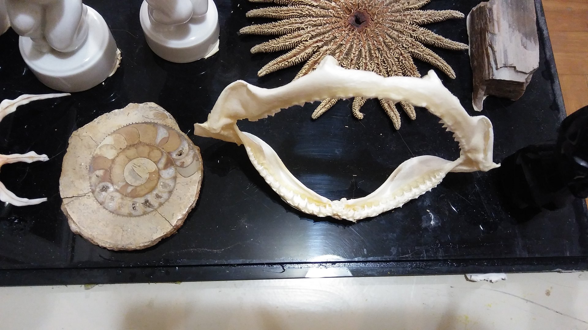 Fossils 1.jpg