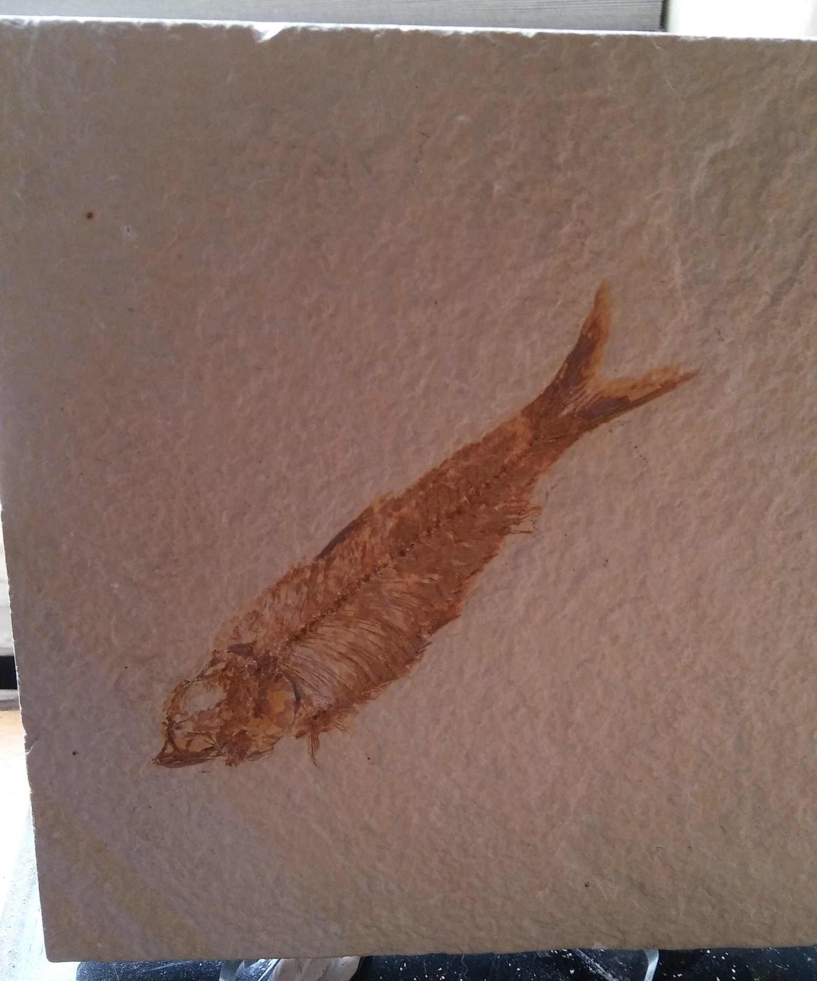 Fossils 2.jpg