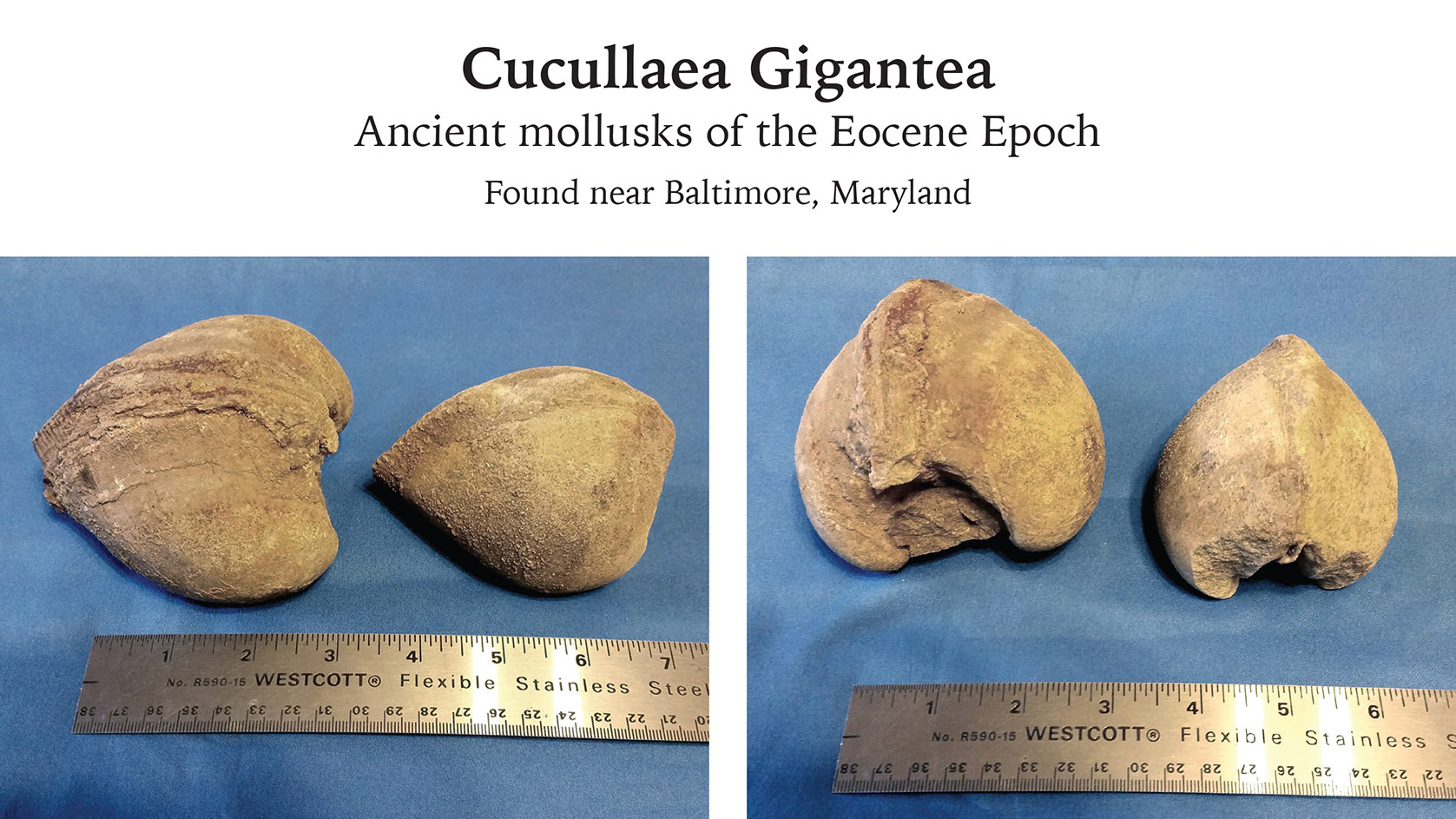 Fossils.jpg