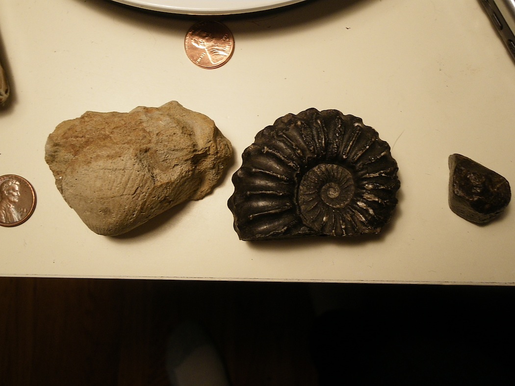 fossils+meteorite.JPG