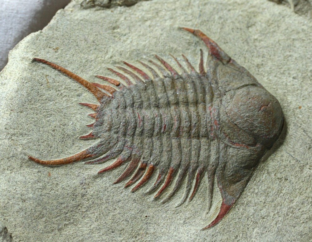 foulonia_trilobite.jpg