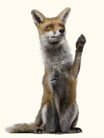fox.jpg