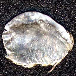 Fragment-Obv.jpg