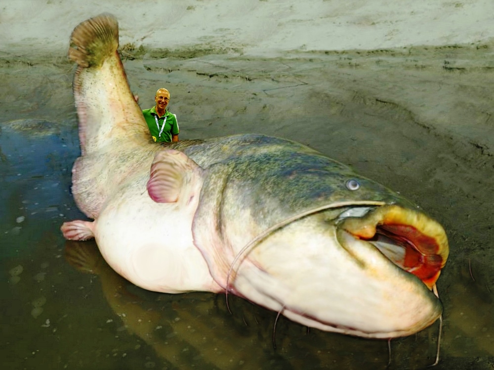 Frank-and-Catfish-1000a.jpg