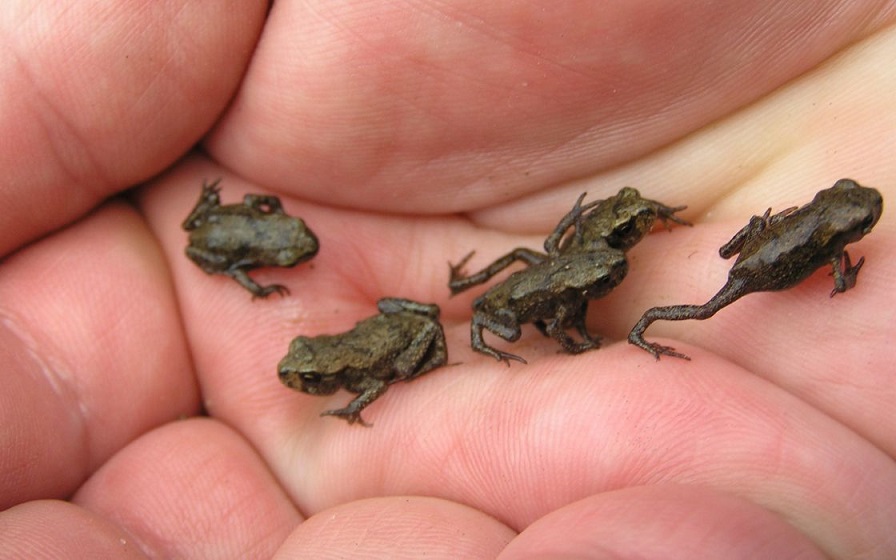 frog crop.jpg