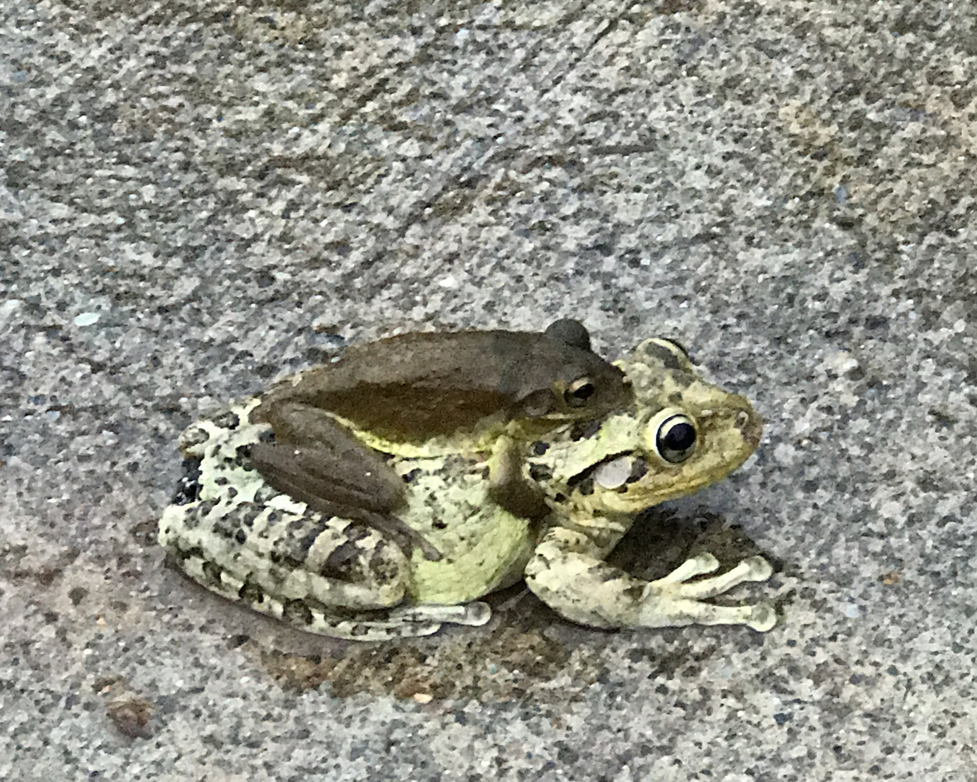 FrogOnToad.jpg