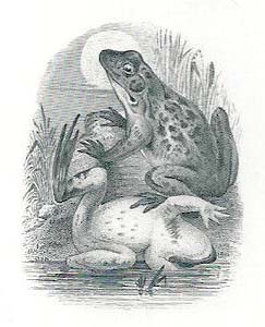 Frogs vignette.jpg