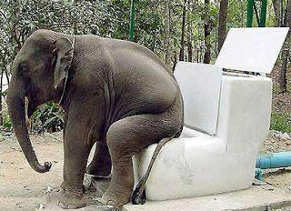 Funny african elephant pictures 1.jpg