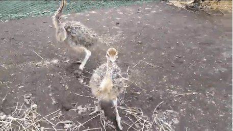 Funny-Baby-ostrich.gif