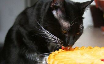 Funny-Cat-Meme-Refrigerator-Magnet-3-x-2.jpg