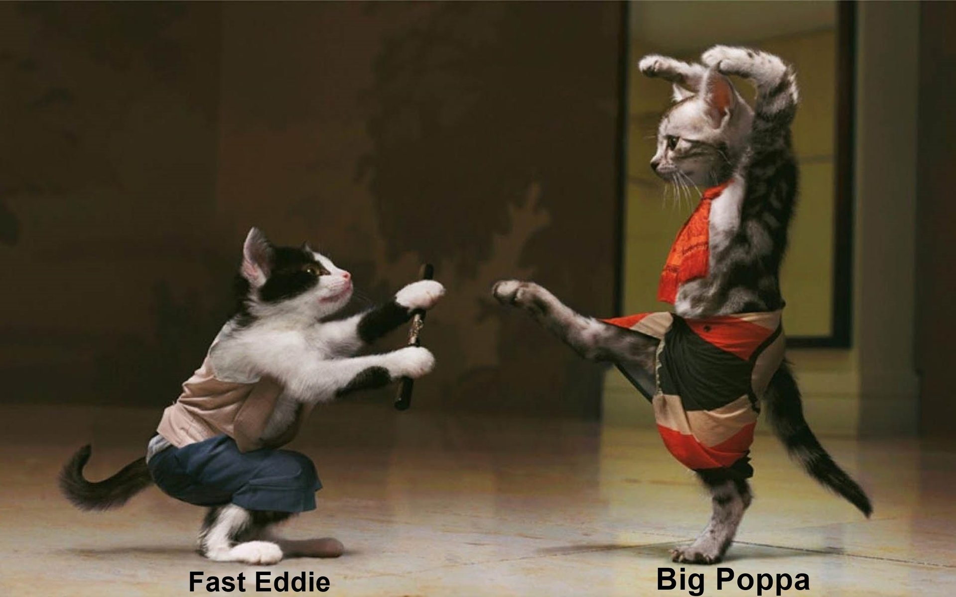 Funny Cats Fight Wallpaper.jpg