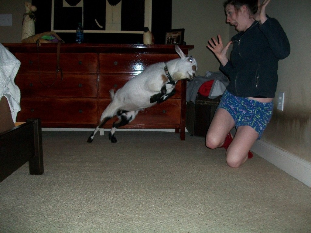 Funny-Goat-40-1024x768.jpg