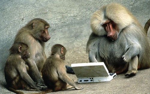 funny monkey using laptop facebook.jpg