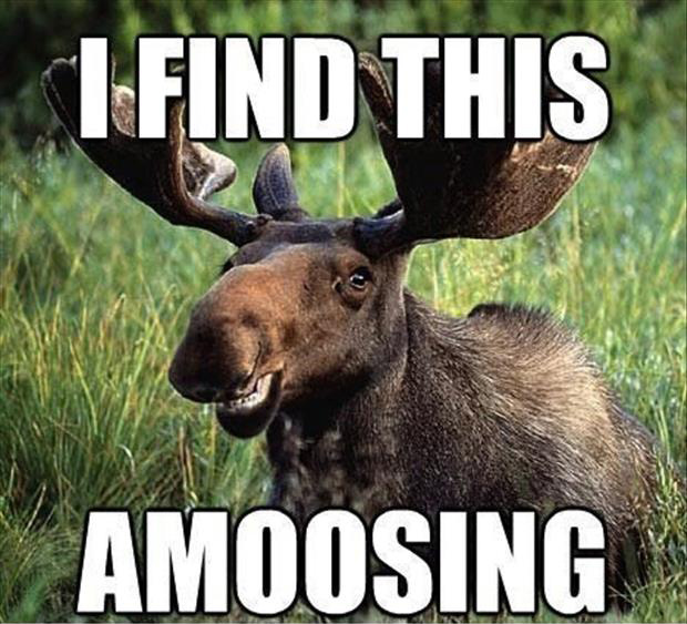 funny-moose.jpg
