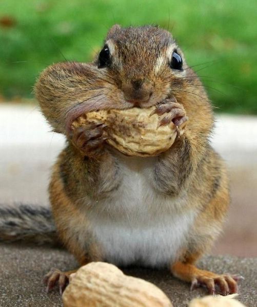 funny-squirrels-mouth-full-with-nuts.jpg