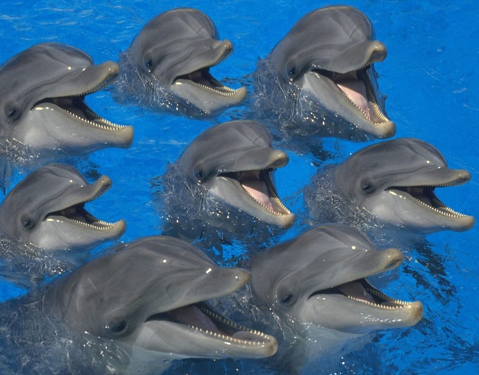 Funny_Dolphin_2.jpg