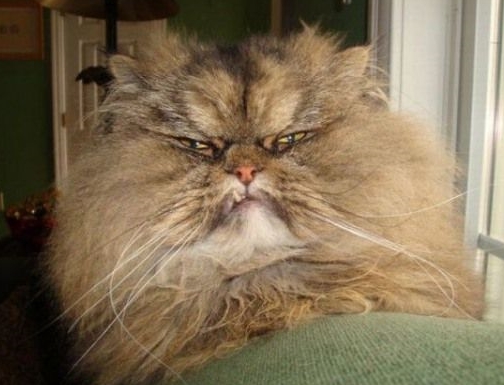 fuzzy.jpg