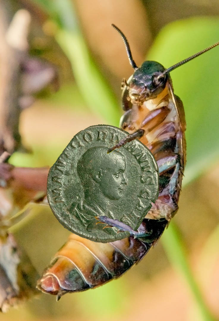g3roach3960.jpg