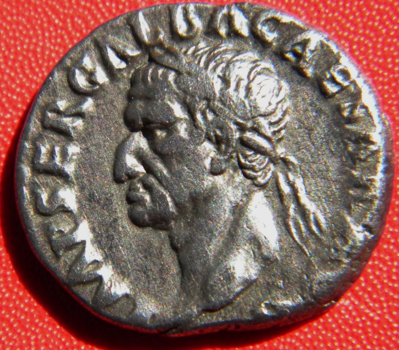 Galba.JPG