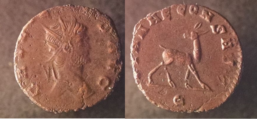 Gallienus animals 004_opt.jpg