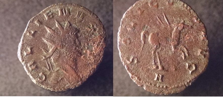Gallienus animals 013_opt.jpg