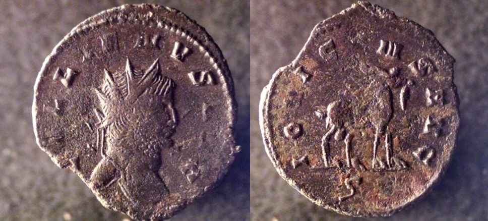 Gallienus animals 015_opt.jpg