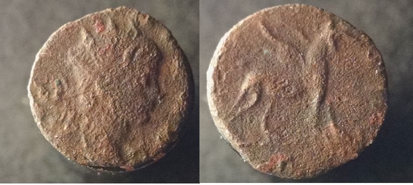 Gallienus animals 018_opt.jpg