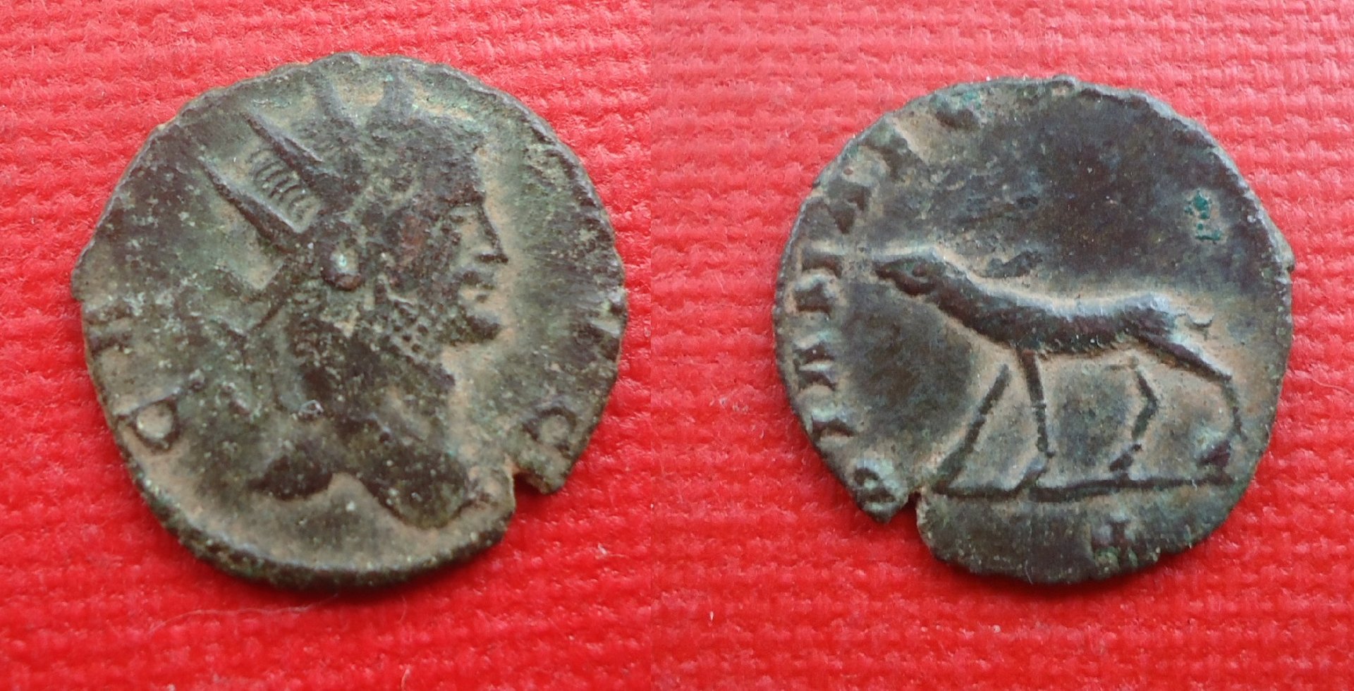 Gallienus - Antelope Nov 2018 (0).jpg