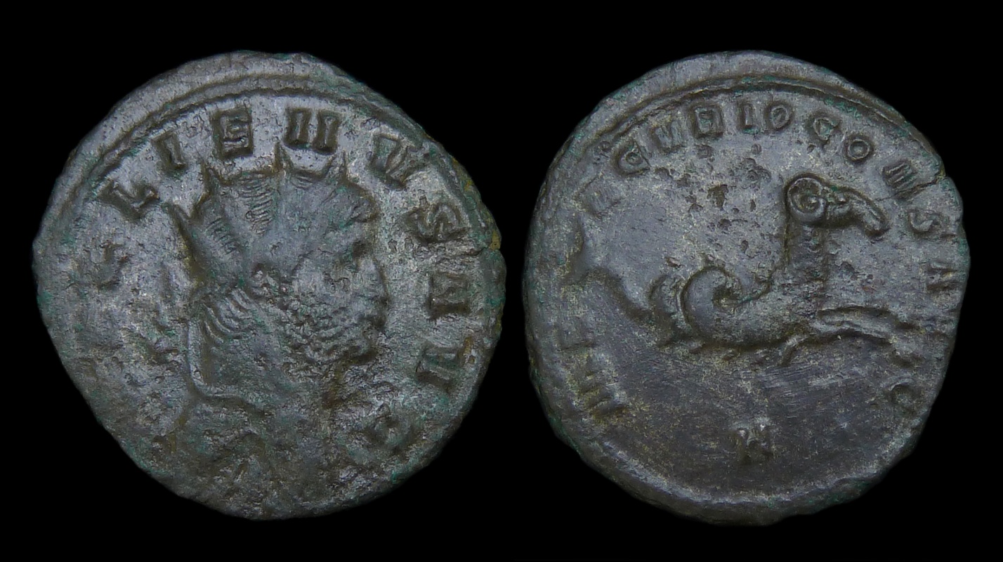 Gallienus - ex Holmes Zoo Criocamp 3536.jpg