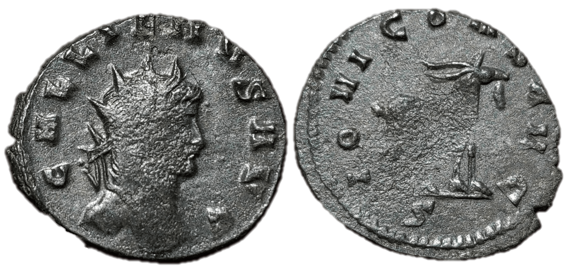 gallienus goat r-min.png