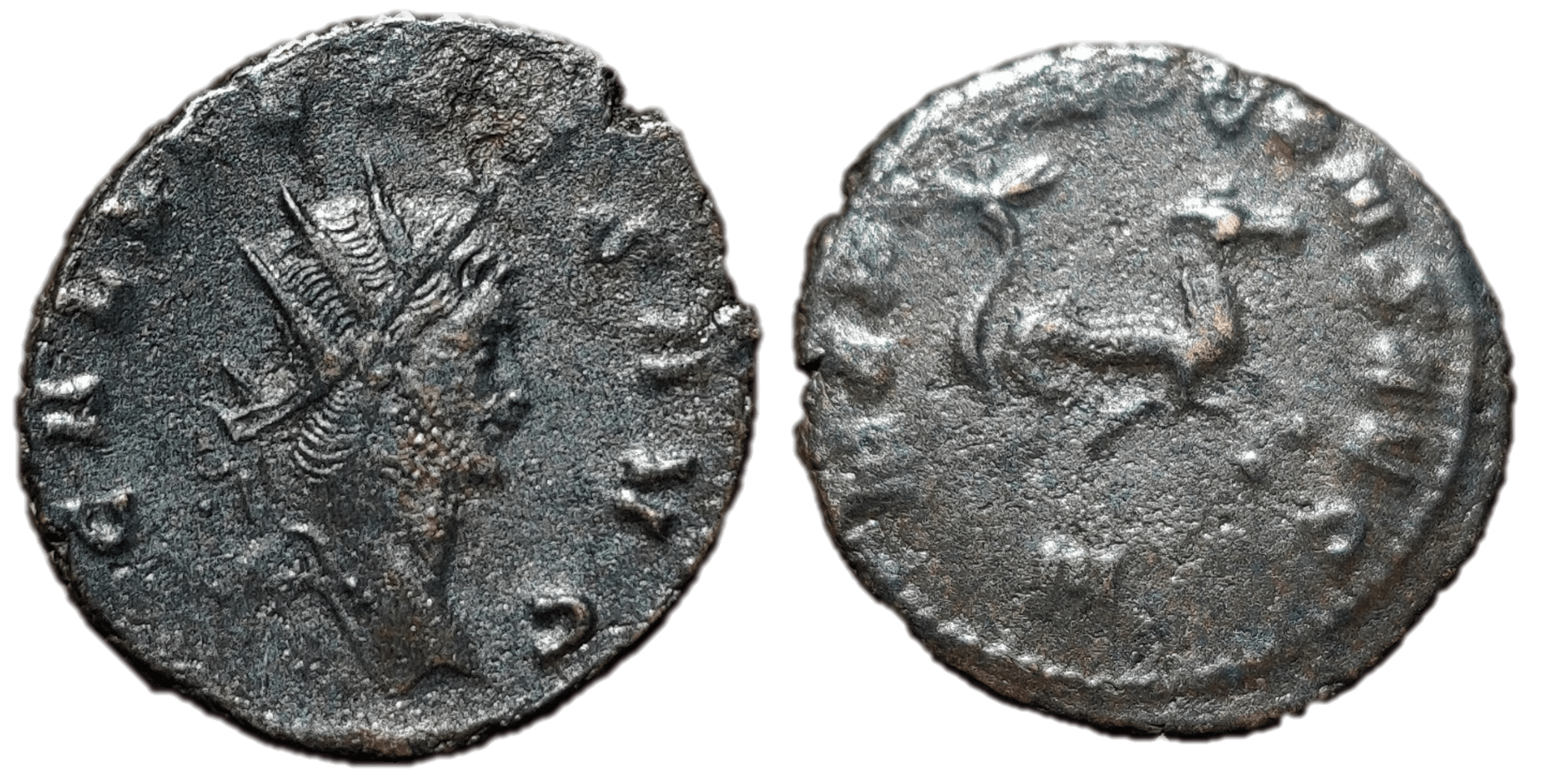 gallienus hippocamp-min.png