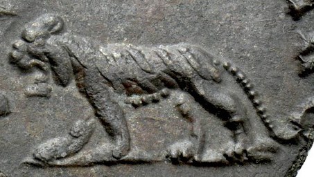 Gallienus LIBERO P CONS AVG tiger closeup.jpg