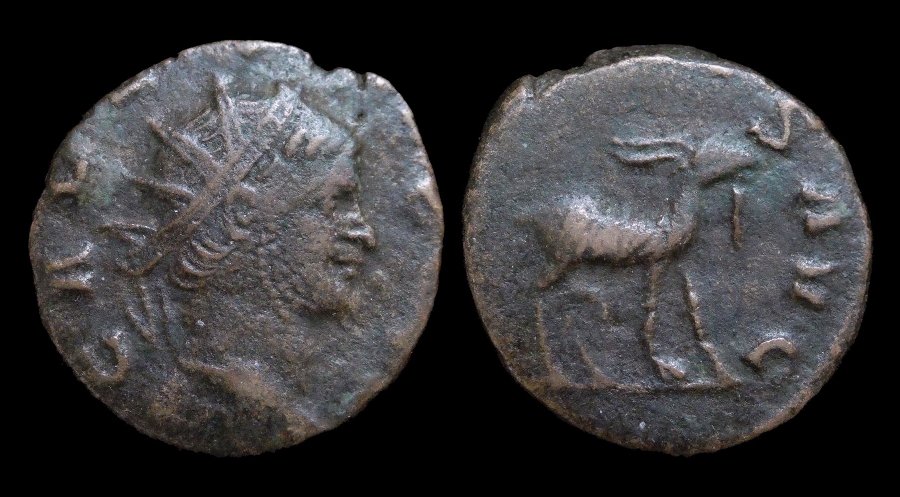 Gallienus - Zoo Antelope ex Stefanelli 4045.JPG
