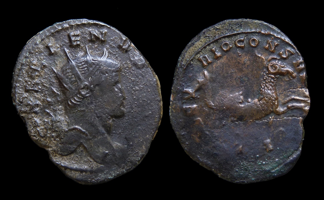 Gallienus - Zoo Criocamp 2511.jpg