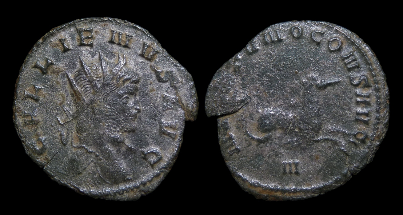 Gallienus - Zoo Hippocamp CT 2017 SS 2323.jpg